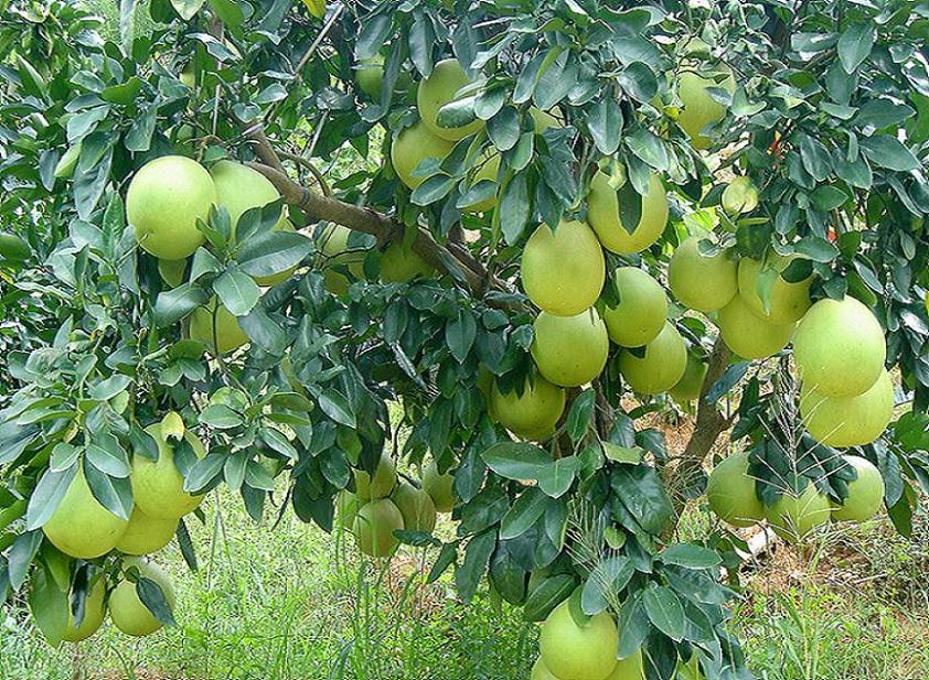 pest-free tree in the base.JPG