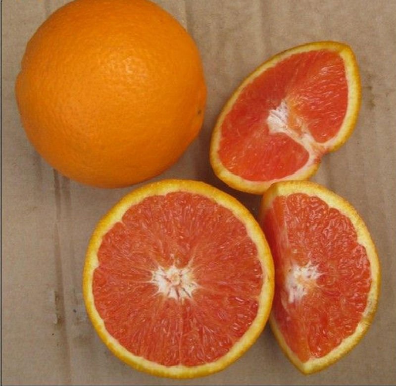 navel-orange-in-10-kg-carton-china-easternwolf-price-supplier-21food