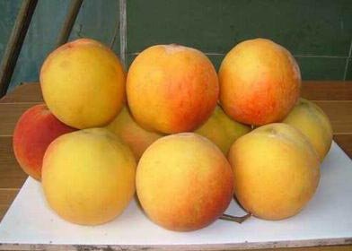 yellow peach2