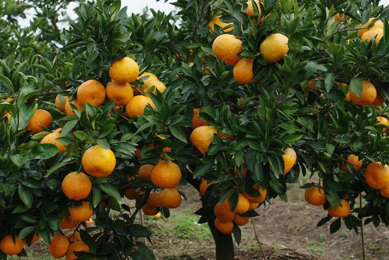 mandarin (17)_800x535
