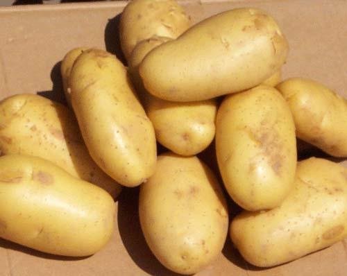 holland potato