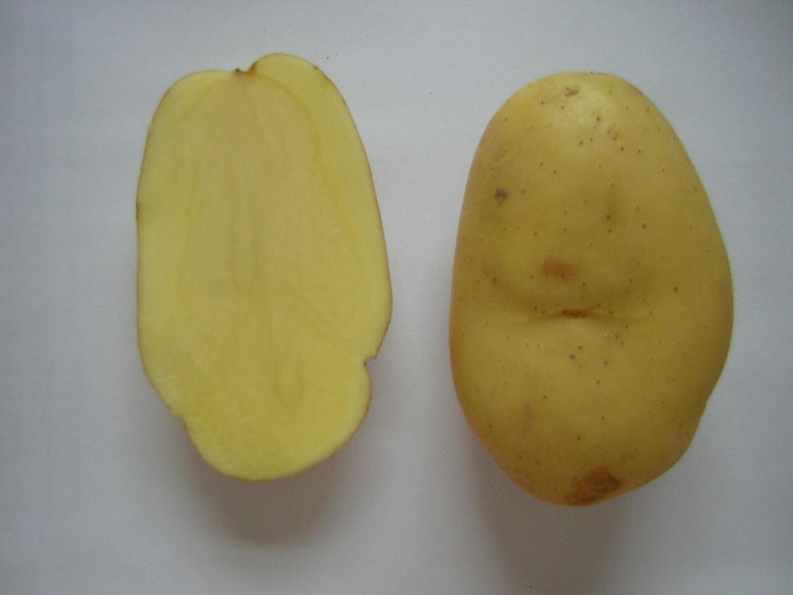 holland potato, fresh POTATO