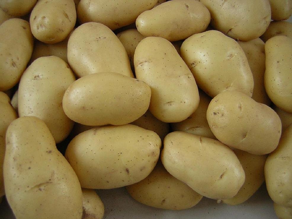 holland potato, fresh POTATO
