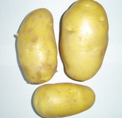 20061219212058531