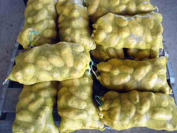 potato-6