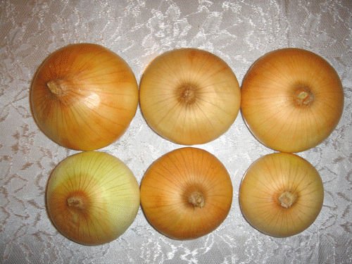 d-yellow-onion
