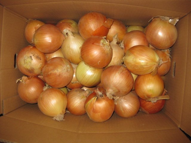 yellow onion