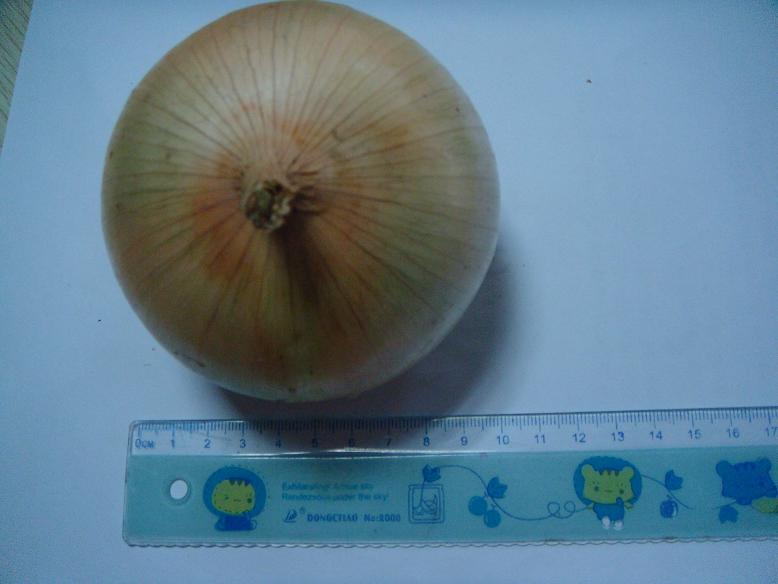 yellow onion 2.JPG