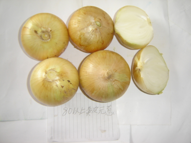 8cm up yellow onion.JPG