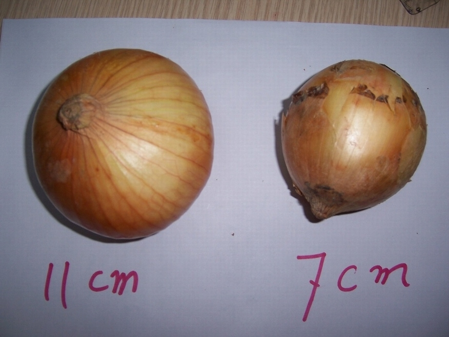 Fresh Yellow Onion .jpg