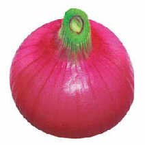 onion1