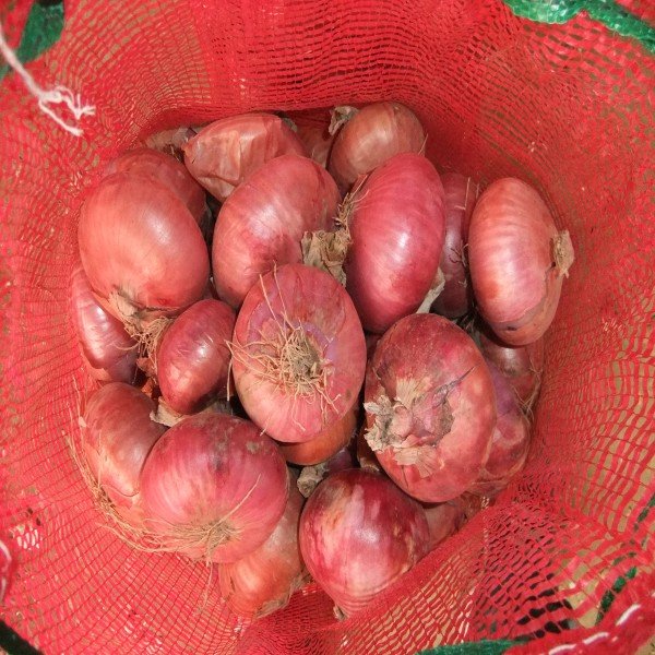 onion1