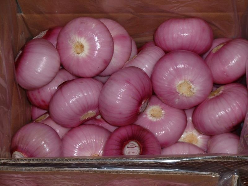 OnionRed.jpg