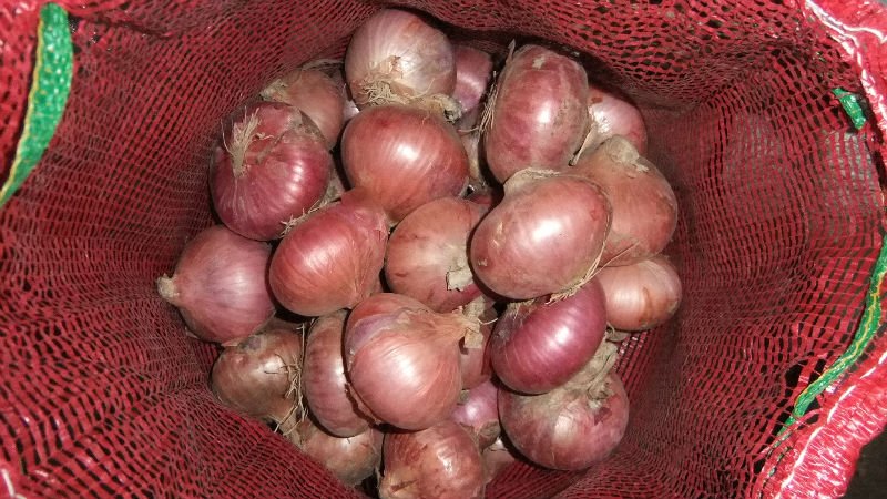onion08