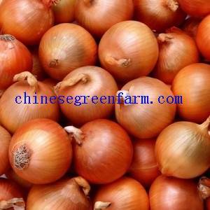 yellow onion