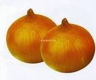 onion8.jpg