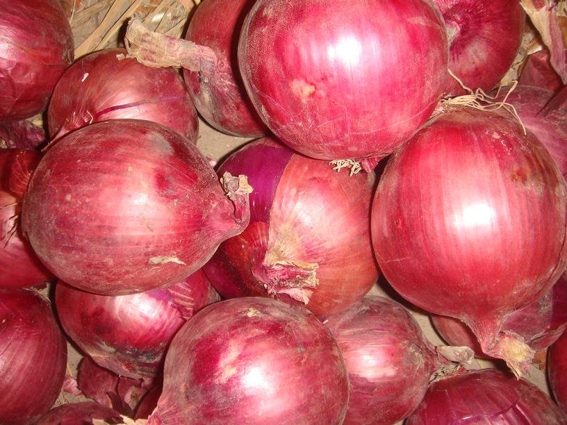 gansu onion1