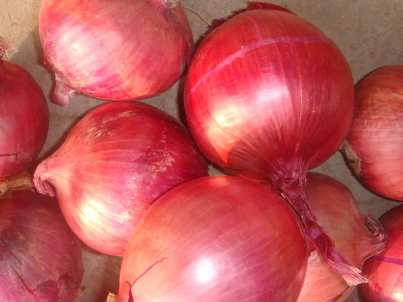 gansuo onion3