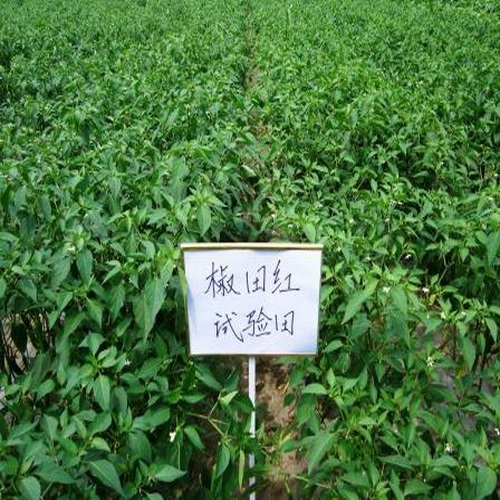 200941616654240