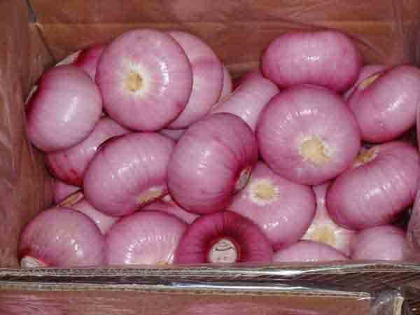 onion3