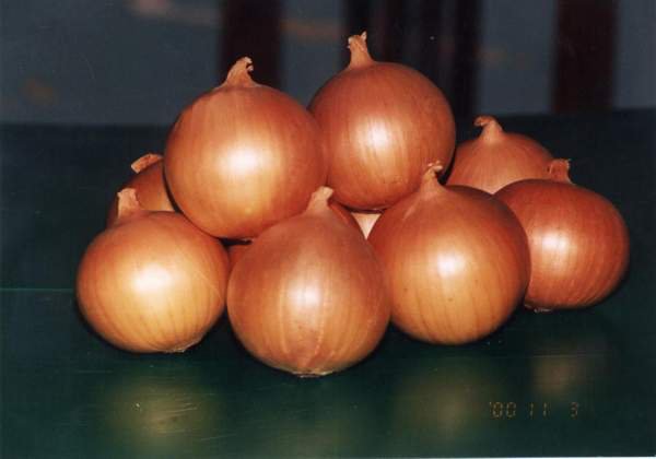 Fresh-Onion