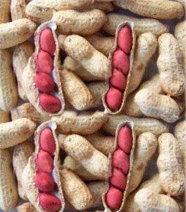 Red peanut with 4 kernels.jpg