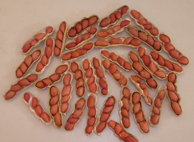 Red peanut with 4 kernels2.jpg