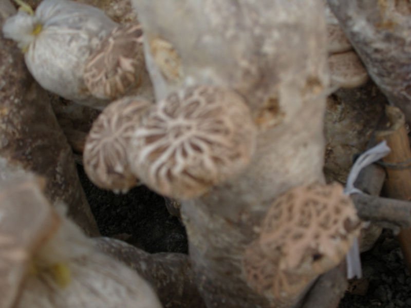 SNV10431.JPG