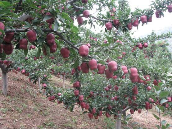 tianshui huaniu apple 28.jpg