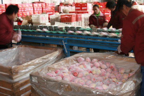 apple sorting 2.jpg