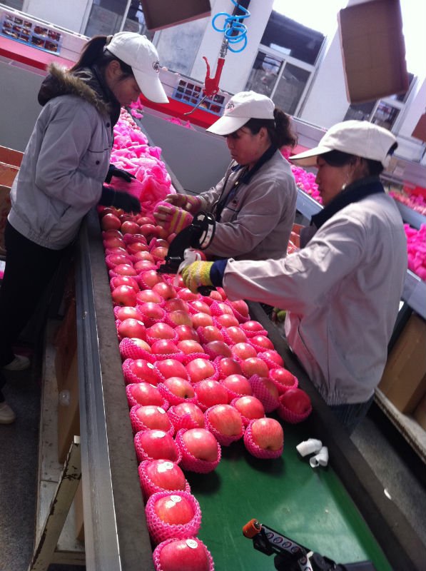 apple workshop 011.JPG