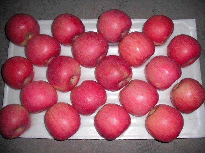 red1.jpg