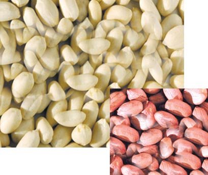 peanut in shell