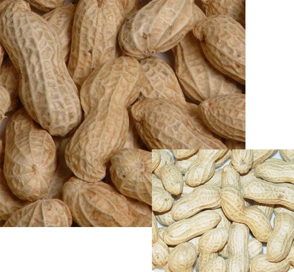 roasted peanut in shell