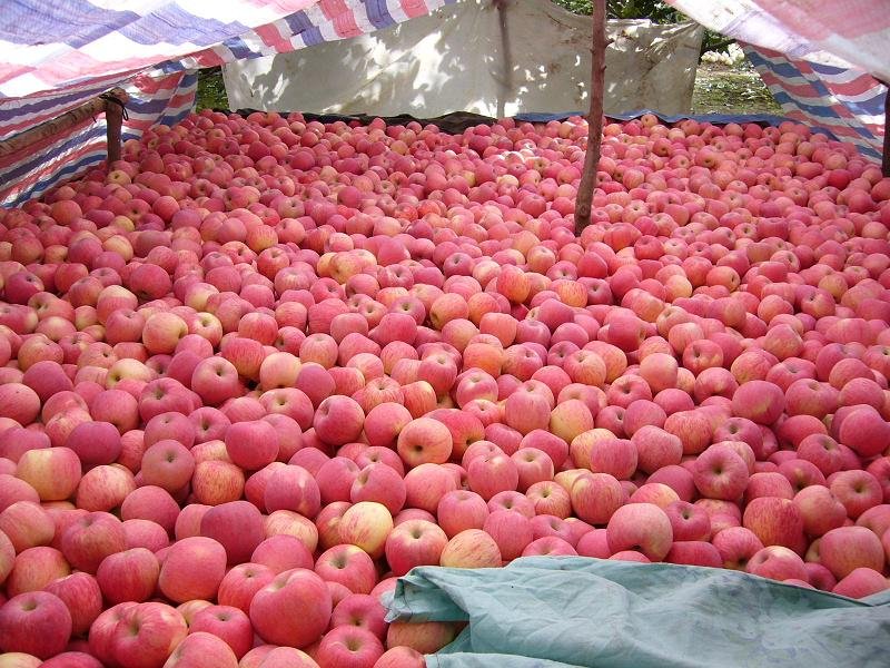 107 fuji apple.jpg