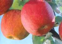 fuji apple 2