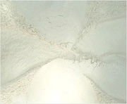 Garlic-Powder.jpg