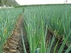 scallion plant base