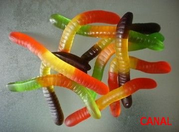 worm.jpg