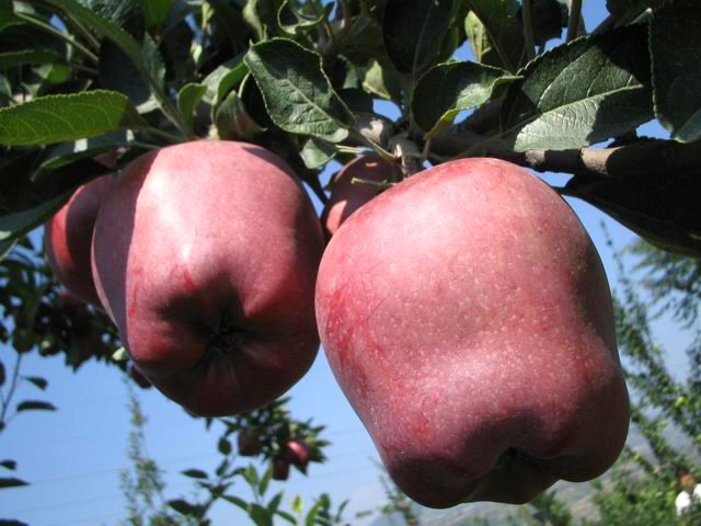 Huaniu apple(3).JPG