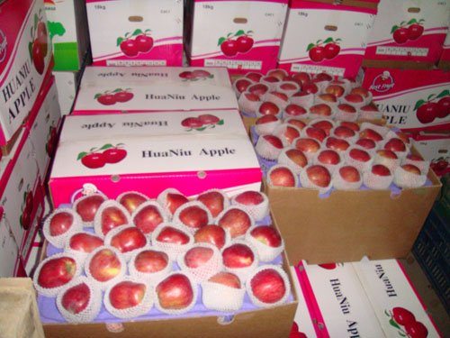 Huaniu apple,18kg carton