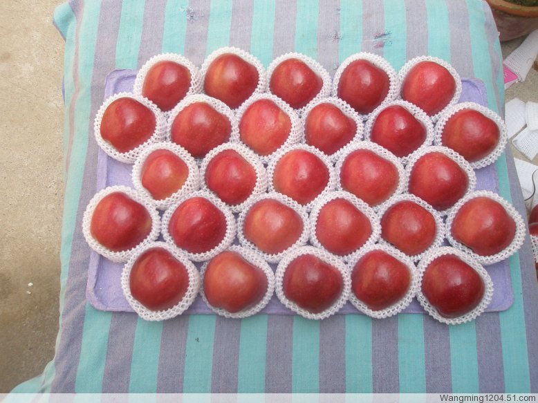 huaniu apple1.jpg