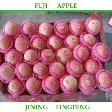 fujiapple 7