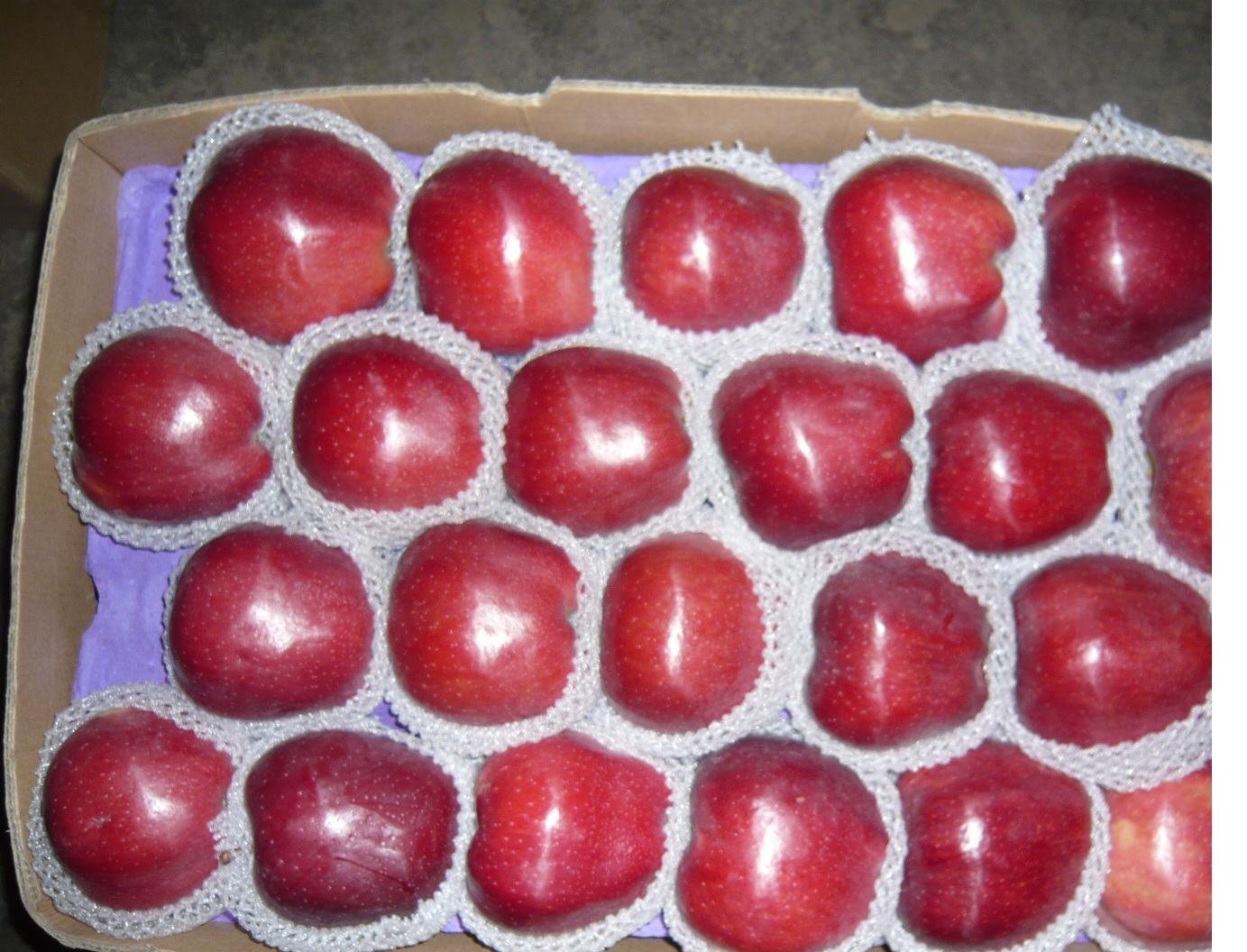 hua niu apples 2