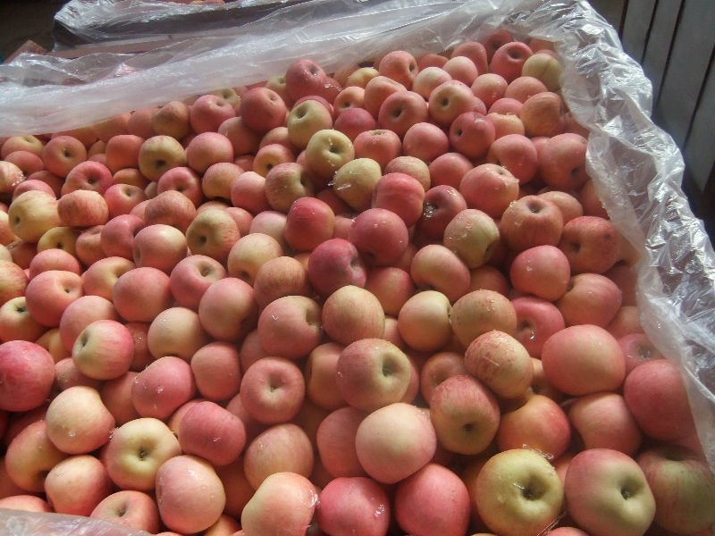 fuji apple 31.jpg