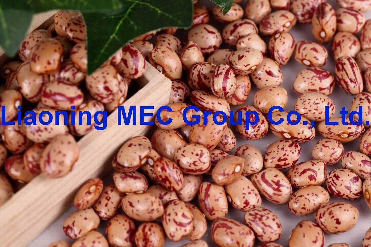  ROUND SHAPE LIGHT SPECKLED KIDNEY BEANS