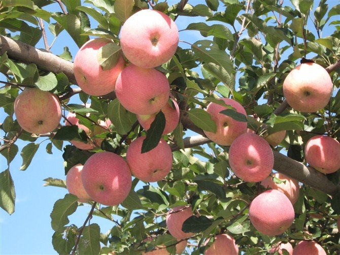 Chinese Fresh Fuji Apple,China Fuji Apple price supplier 21food