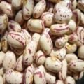 120American round kidney bean.jpg