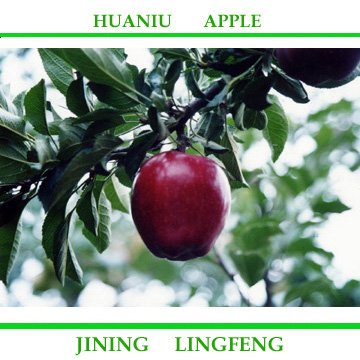 huaniu apple7.jpg