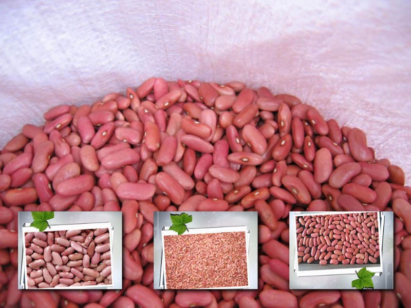Light_red_kidney_